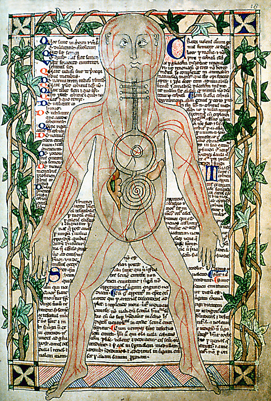 13th_century_anatomical_illustration_-_sharp